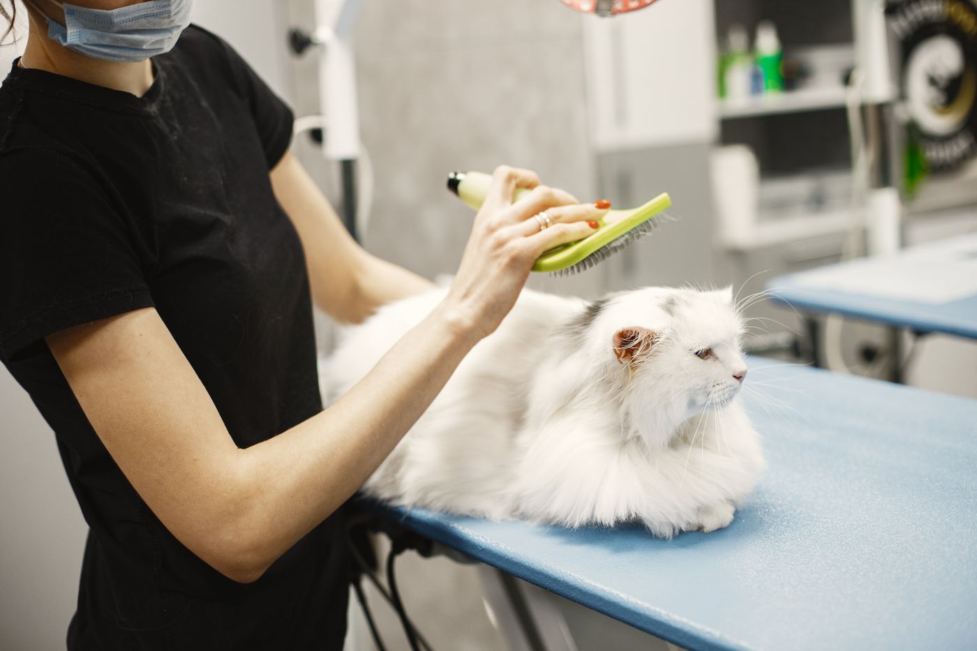 Comment habituer votre chat à la brosse et au bain