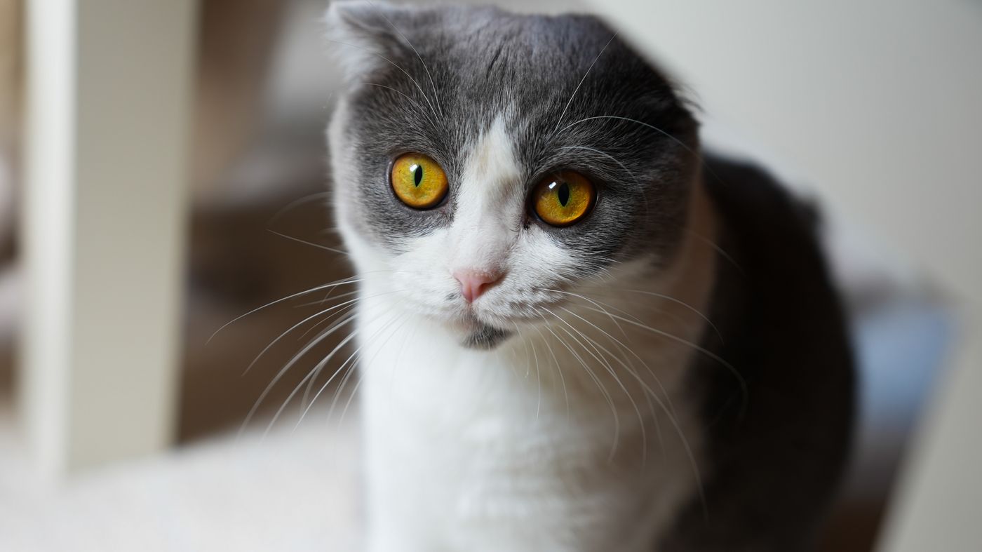 Scottish Fold, le chat aux oreilles pliées