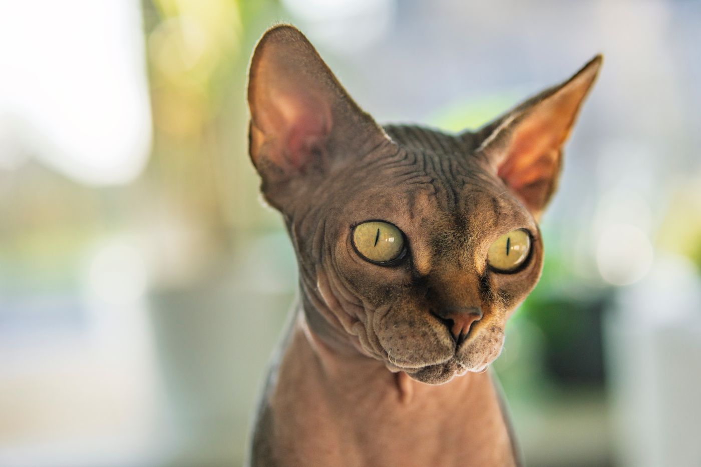 Sphynx : le chat sans poils, guide complet