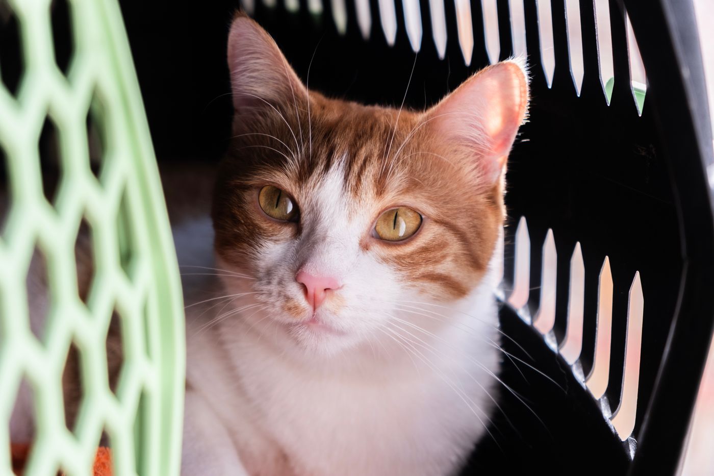 Comment transporter votre chat sans stress