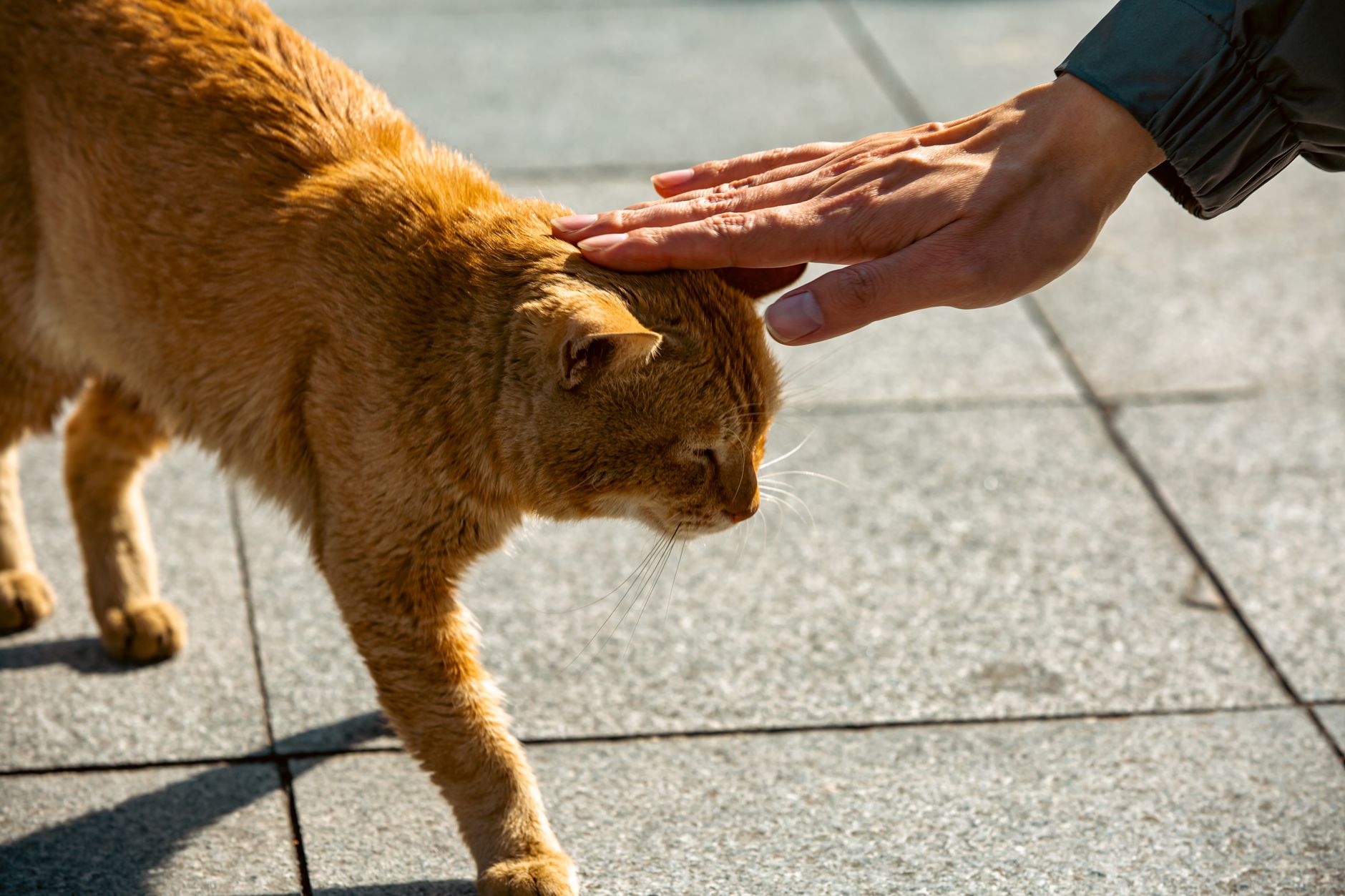 Chat qui donne des coups de tête : le head bunting expliqué