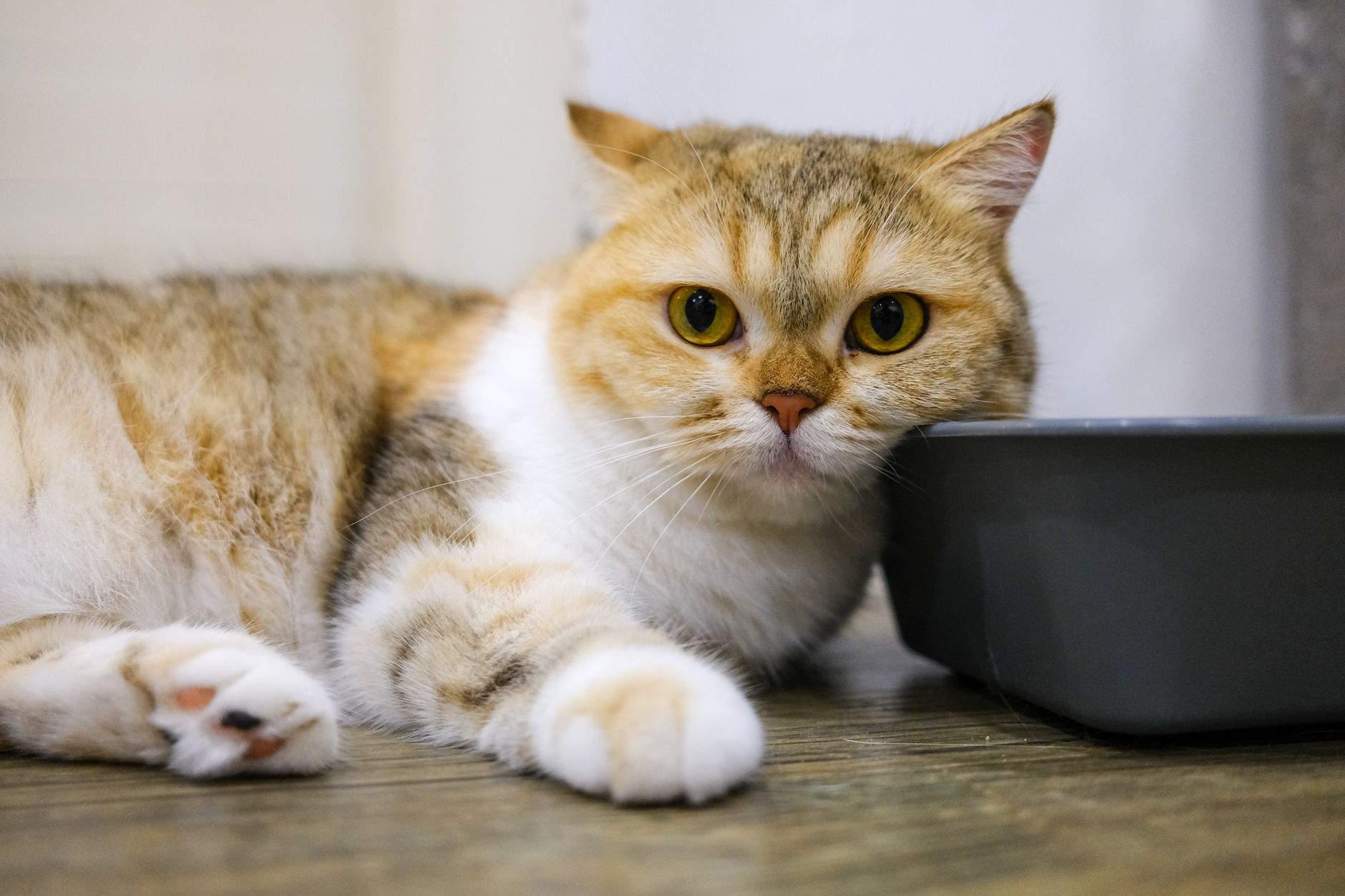 Chat qui mange la litière : pourquoi et que faire