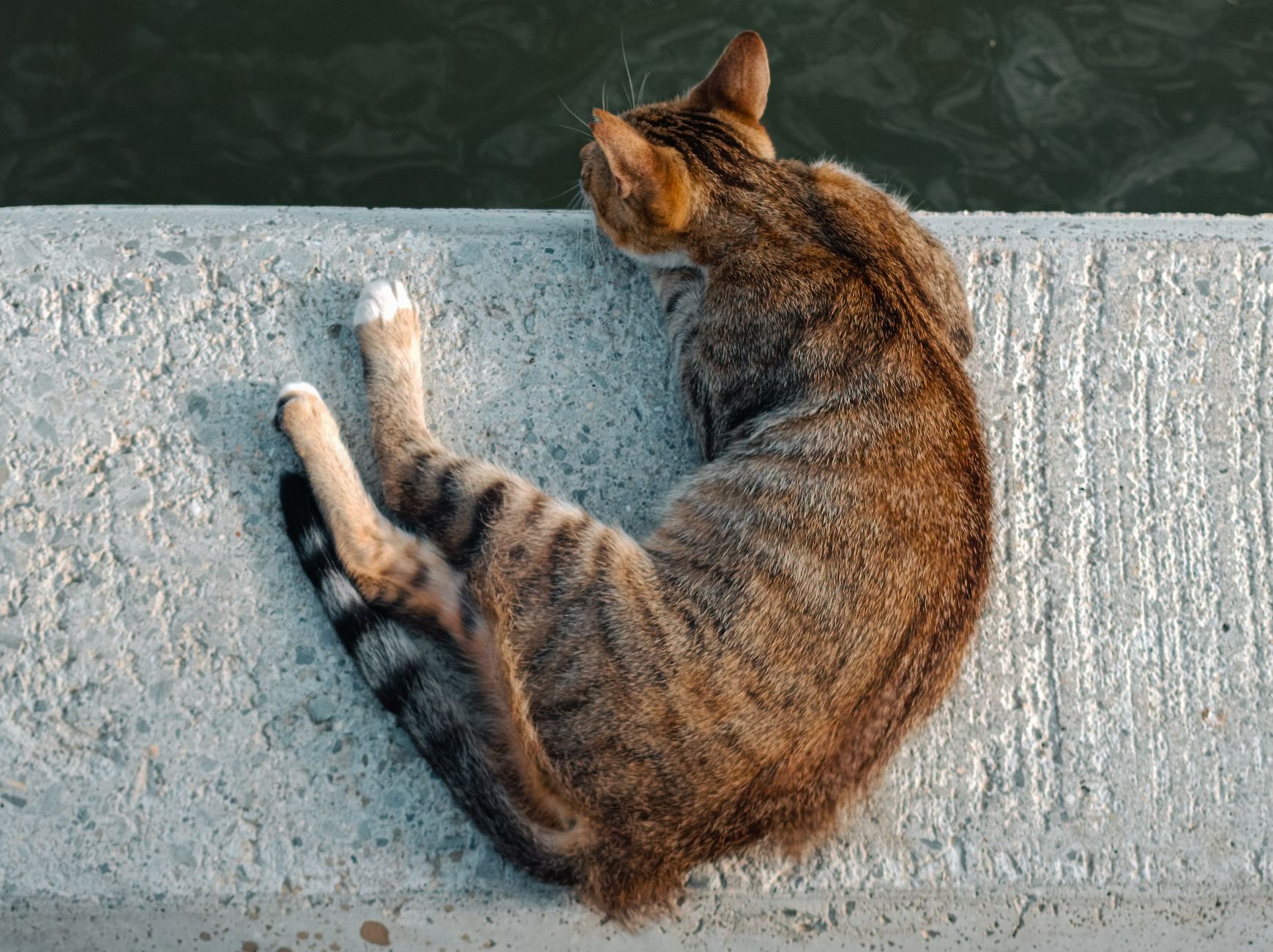Chat qui remue la queue : que veut dire chaque mouvement