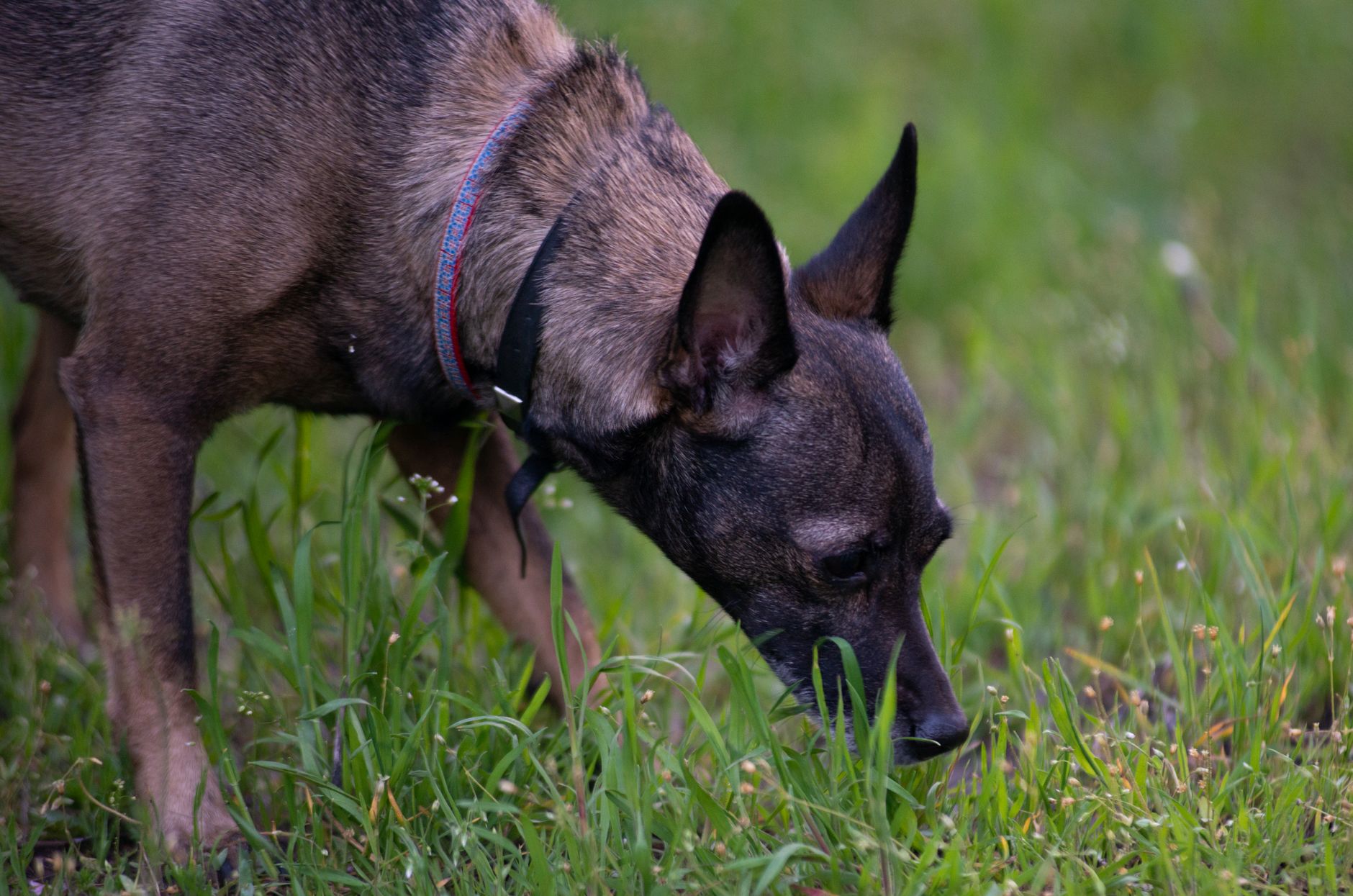 Chien qui mange ses crottes : causes et solutions