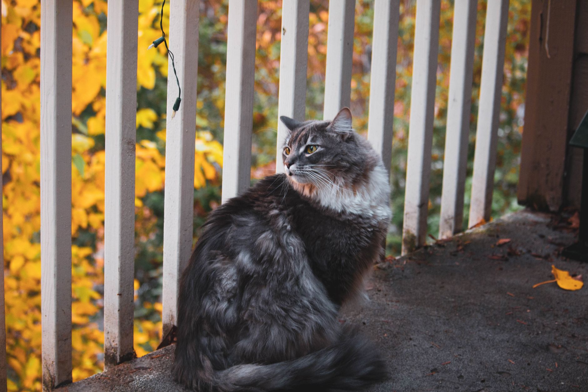 Catio pour chat : comment créer un espace extérieur sécurisé