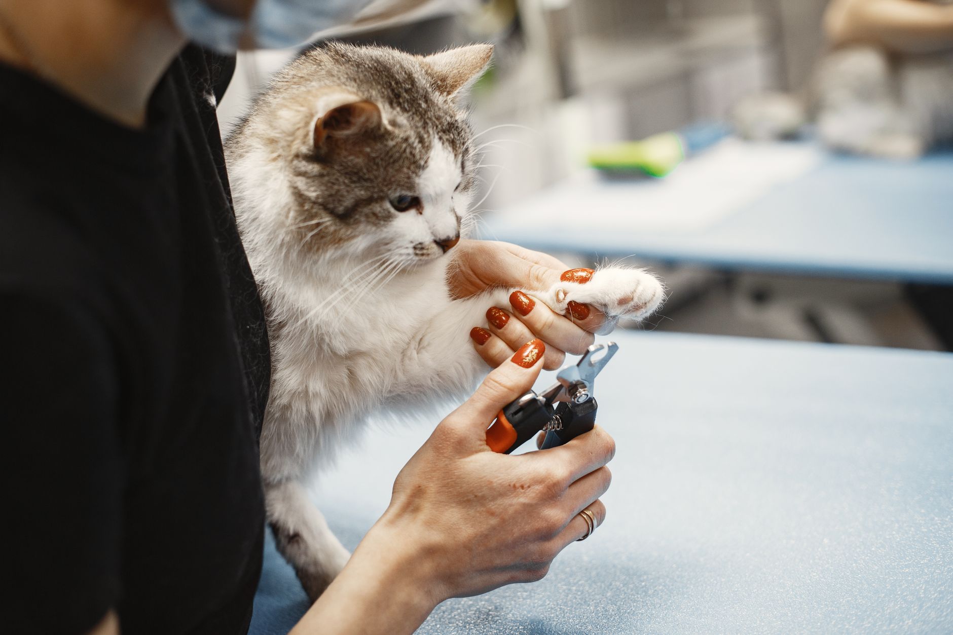 Comment couper les griffes de votre chat sans drame